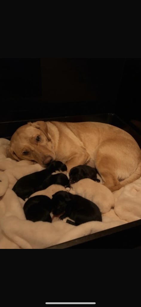 Labrador puppies 🐶