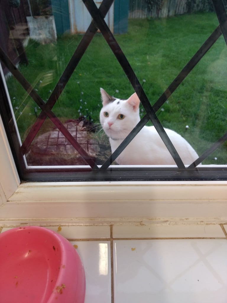 image for Male and female cat