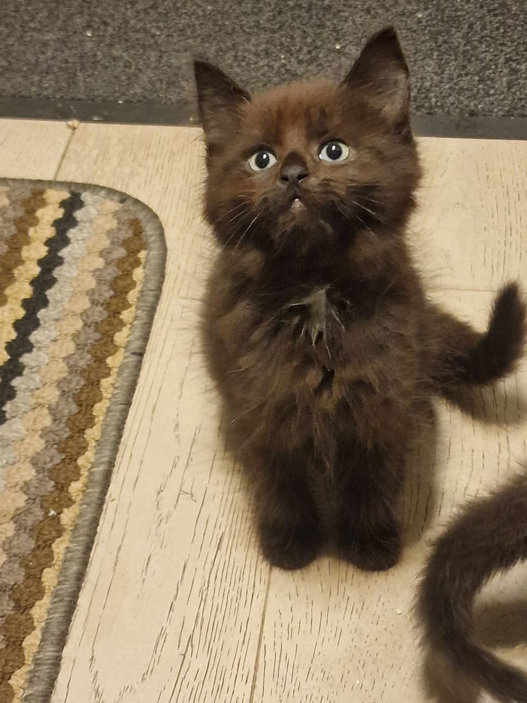 2 Orange ( Ginger ) kittens, boys , and 5 black ( persian ) kittens for sale 3 boys and 2 girls