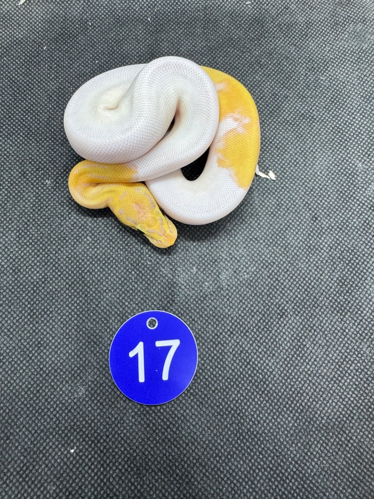 Royal python from £60