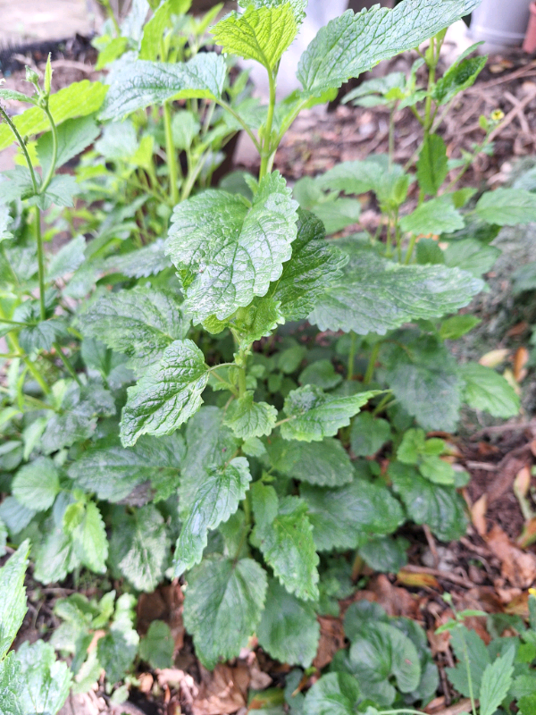 image for Lemon Balm Plant