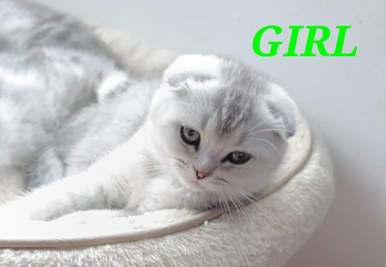 image for SCOTTISH KITTENS IN HINCKLEY LE10 3DE10 3 DE