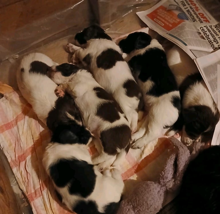 English Springer Spaniel Puppies 
