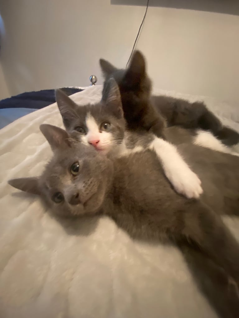 KITTENS 3 GIRLS READY NOW!!