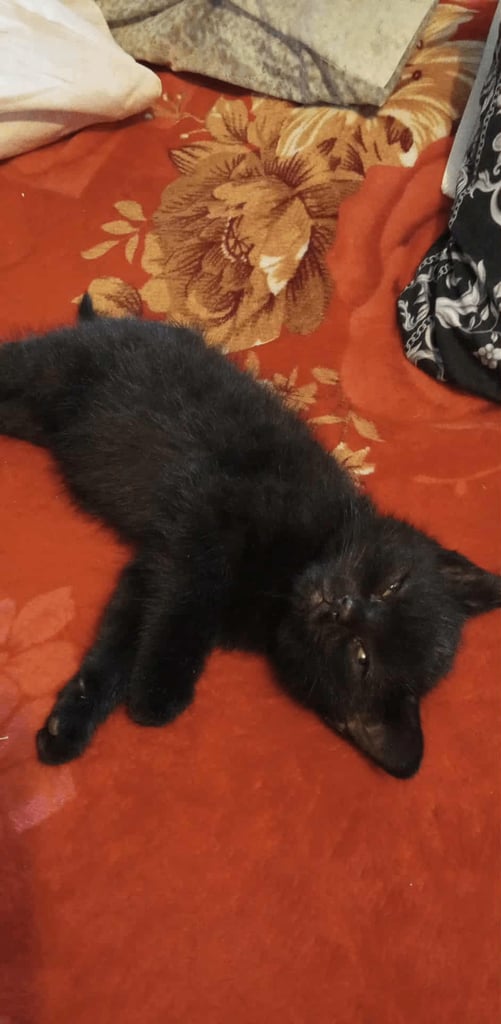 2 kittens for sale 