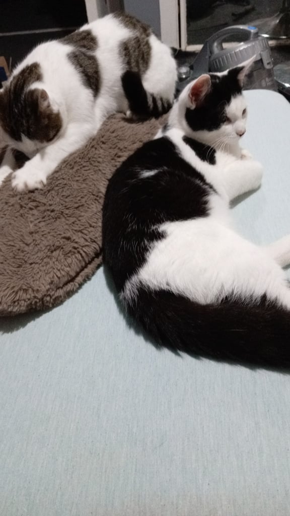 image for Cats for sale