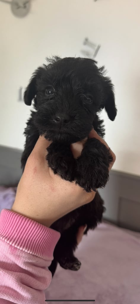 image for Schnoodles puppies