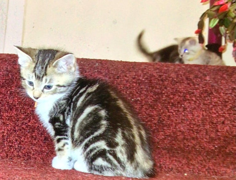 Exquisite Part Ragdoll Silver Tabby and Tabby & White Kittens