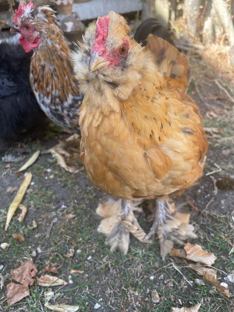 Bantam Cockerel - Ready for his Forever Home!  - Collection from Ferndown, Dorset