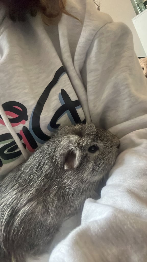 Guinea pigs x2 boys fully bonded 