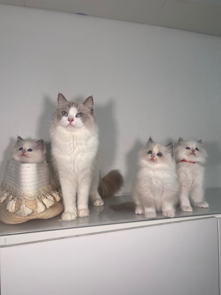 image for Beautiful ragdoll kittens mum  is REGISTERED CHAMPION 
