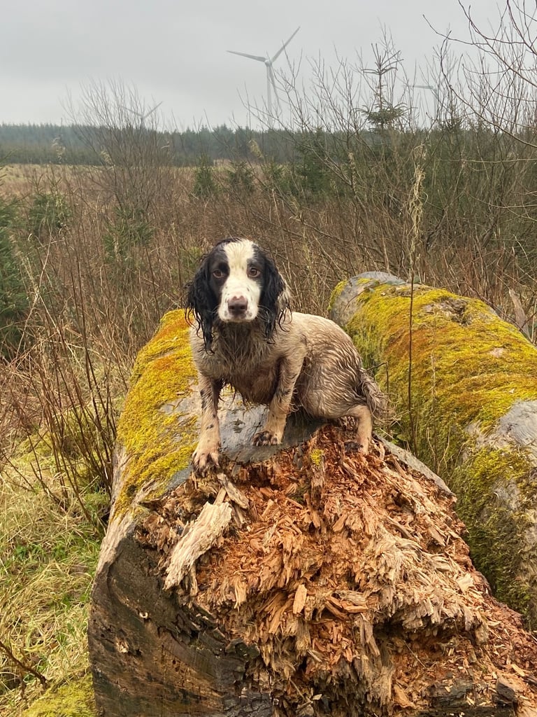 Springer spaniel 