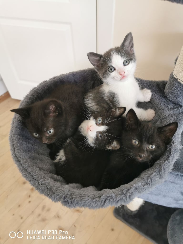 Little cats 