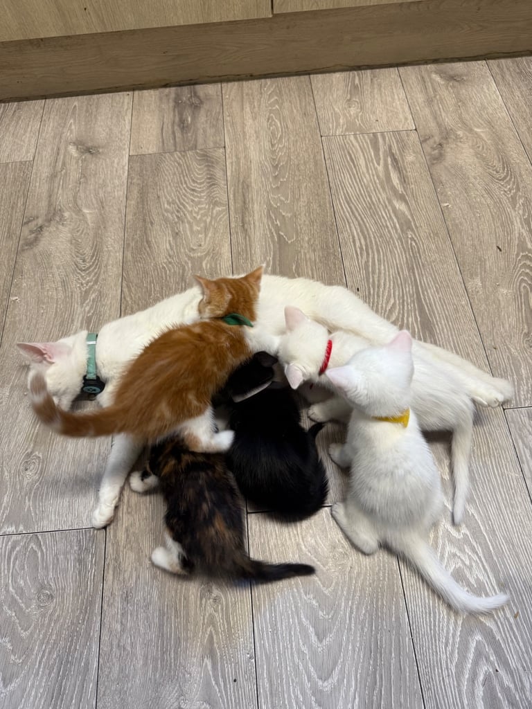 image for Only white girl available 