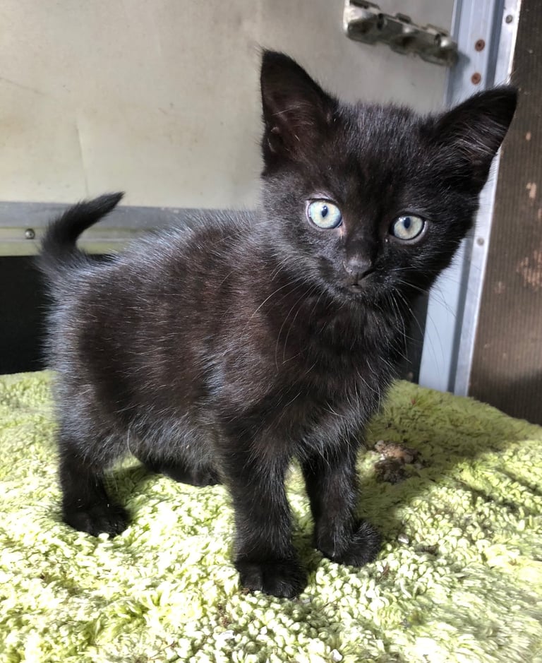 Fun kittens 🐈‍⬛ 