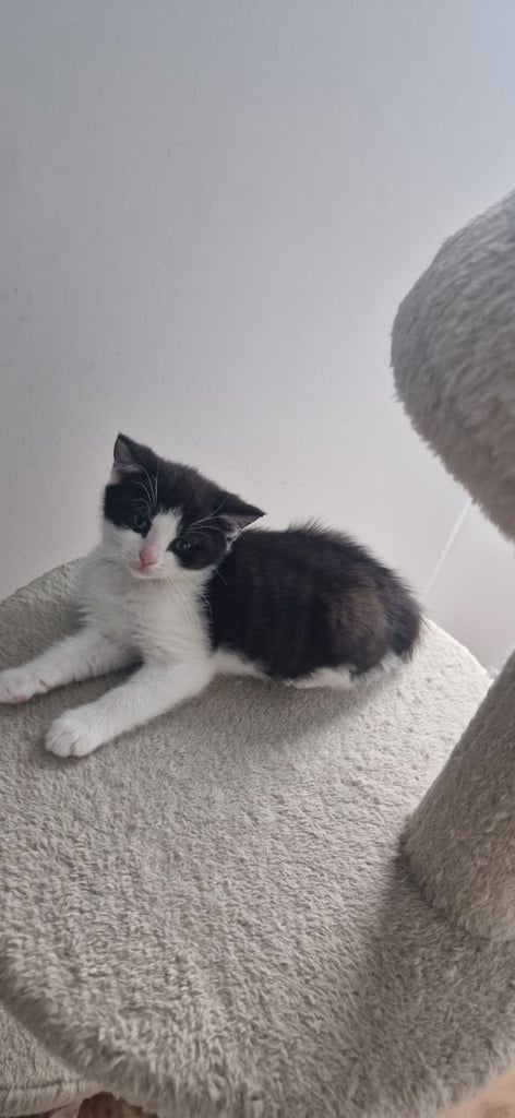 Kittens are ready for a new home 😍😍