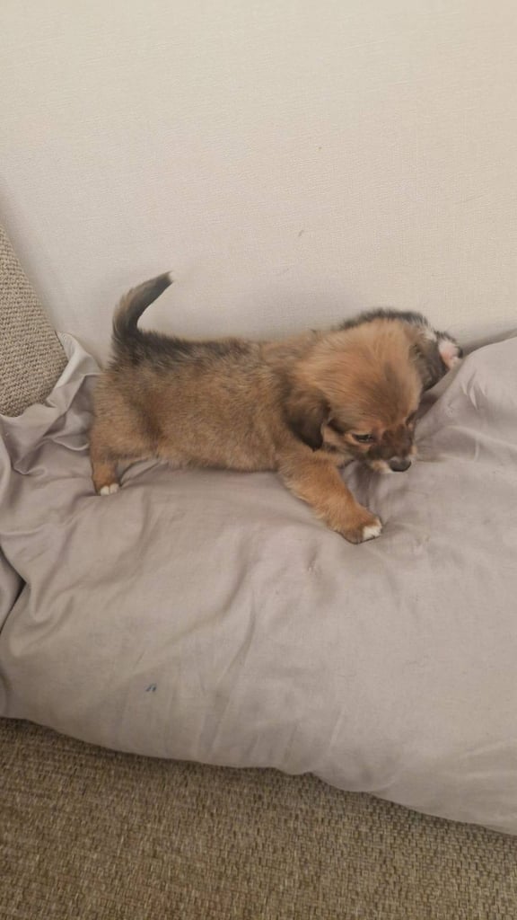 Chihuahua puppies