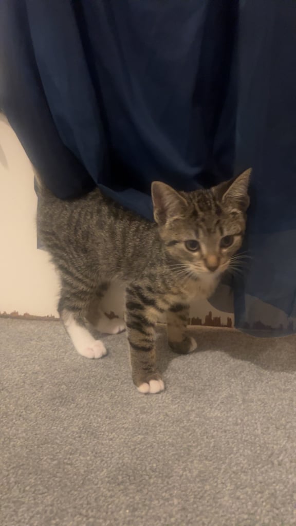 Tabby kittens 