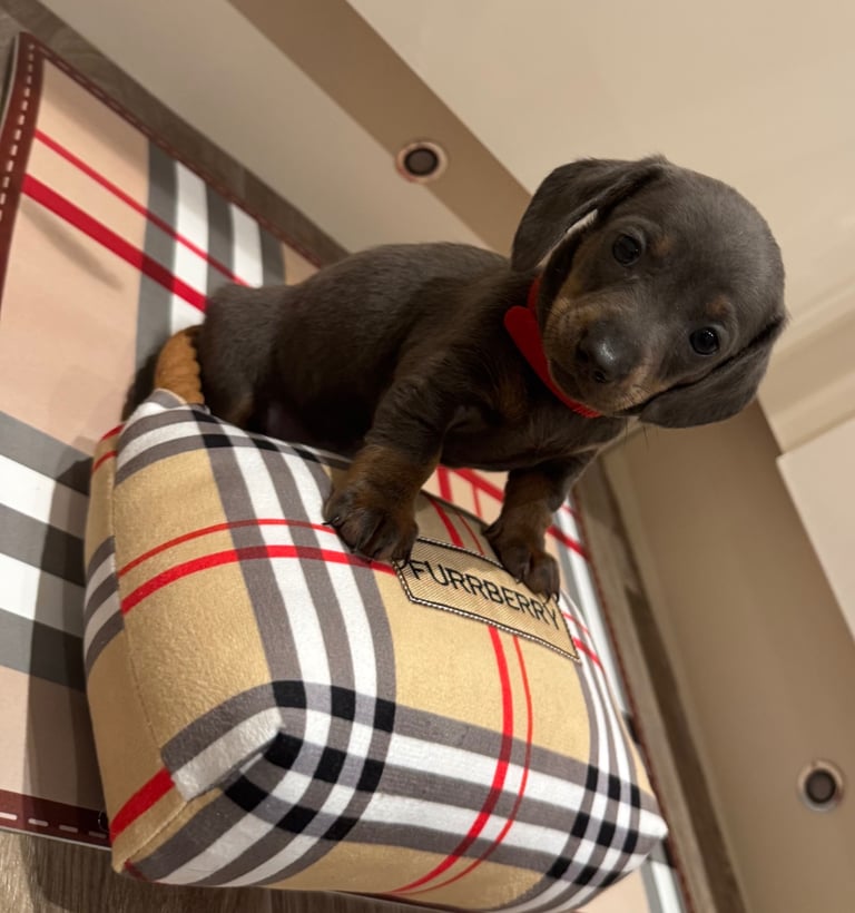 Miniature dachshund puppies
