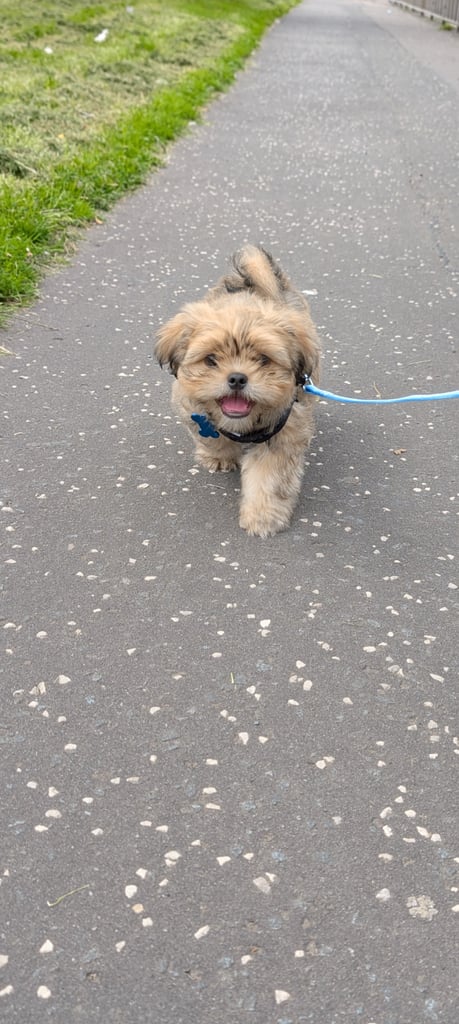 Shih Tzu, Male