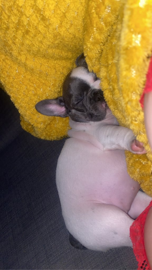 2 months and half french blue bulldog 