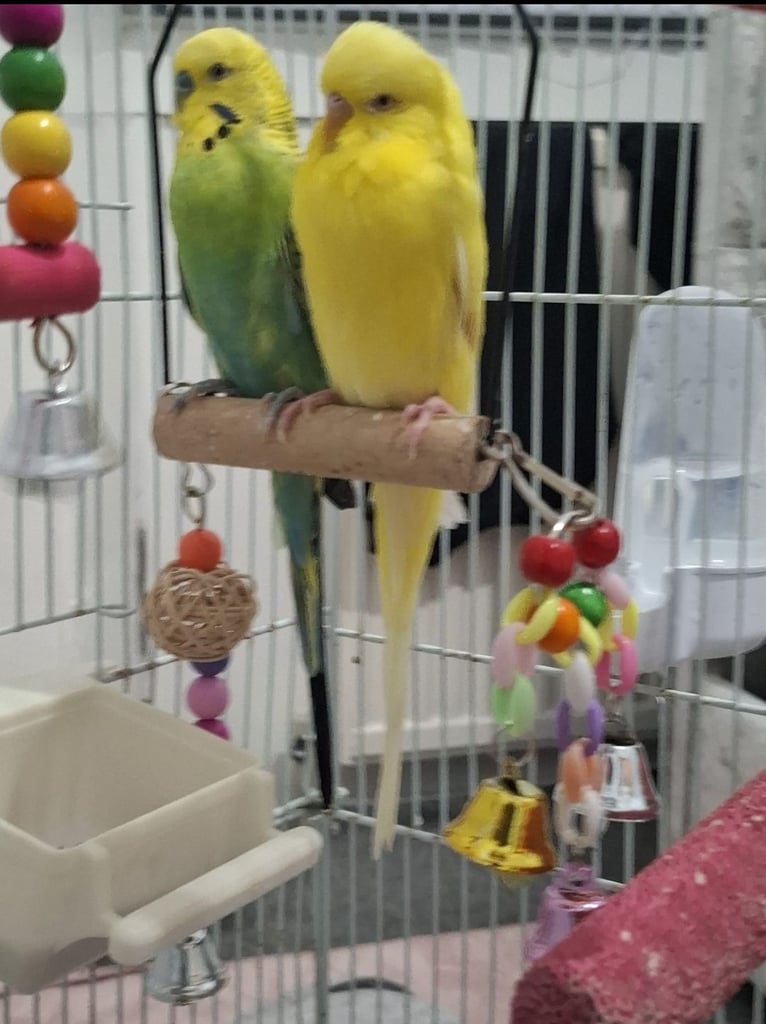 image for Budgies for sale