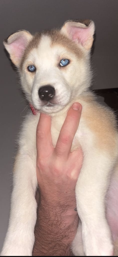 Beautiful husky pup