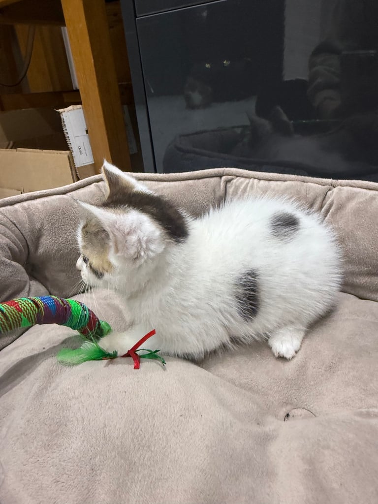 White tabby kitten girl