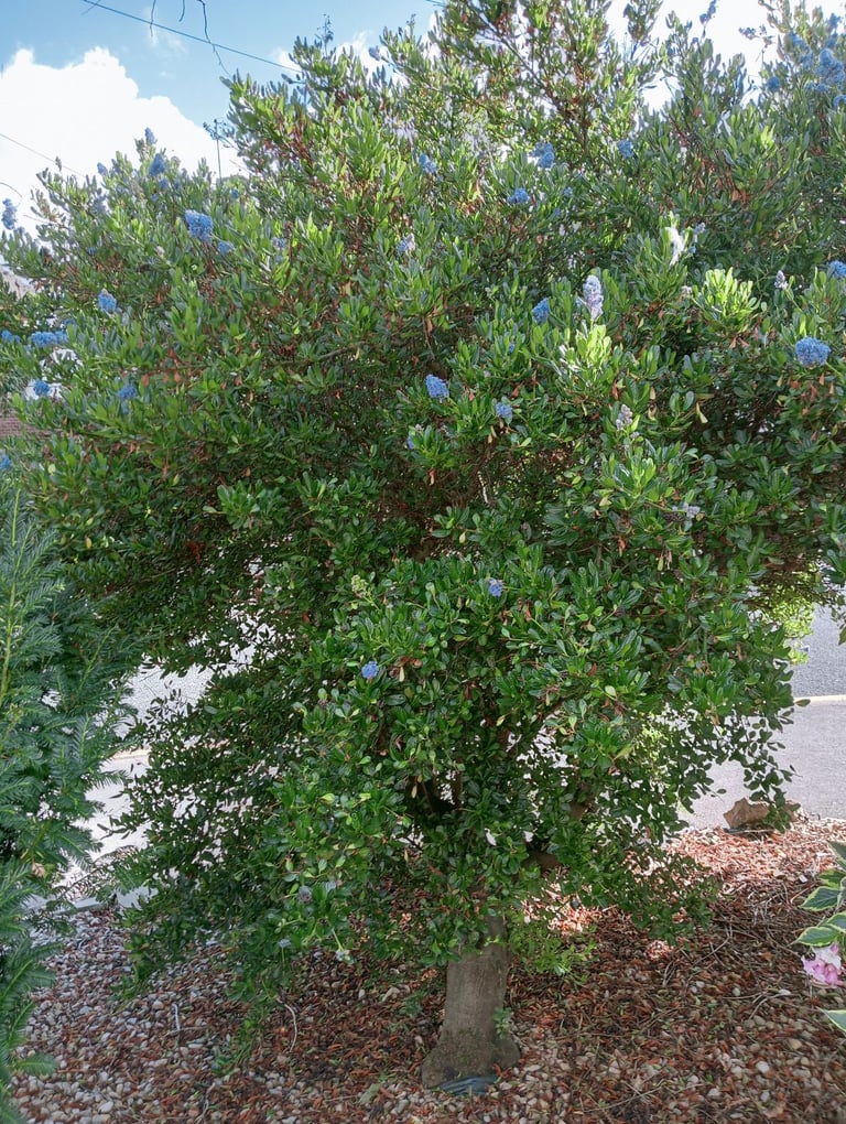 A Selection Of Bushes & Small Trees