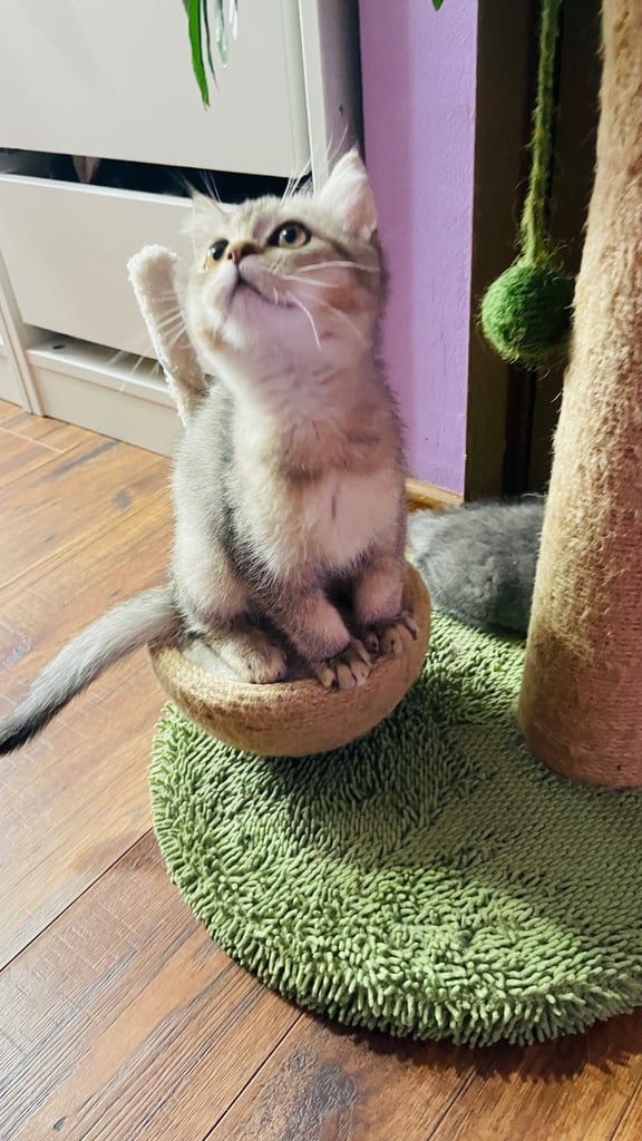 Beautiful BSH boy in rare colour 