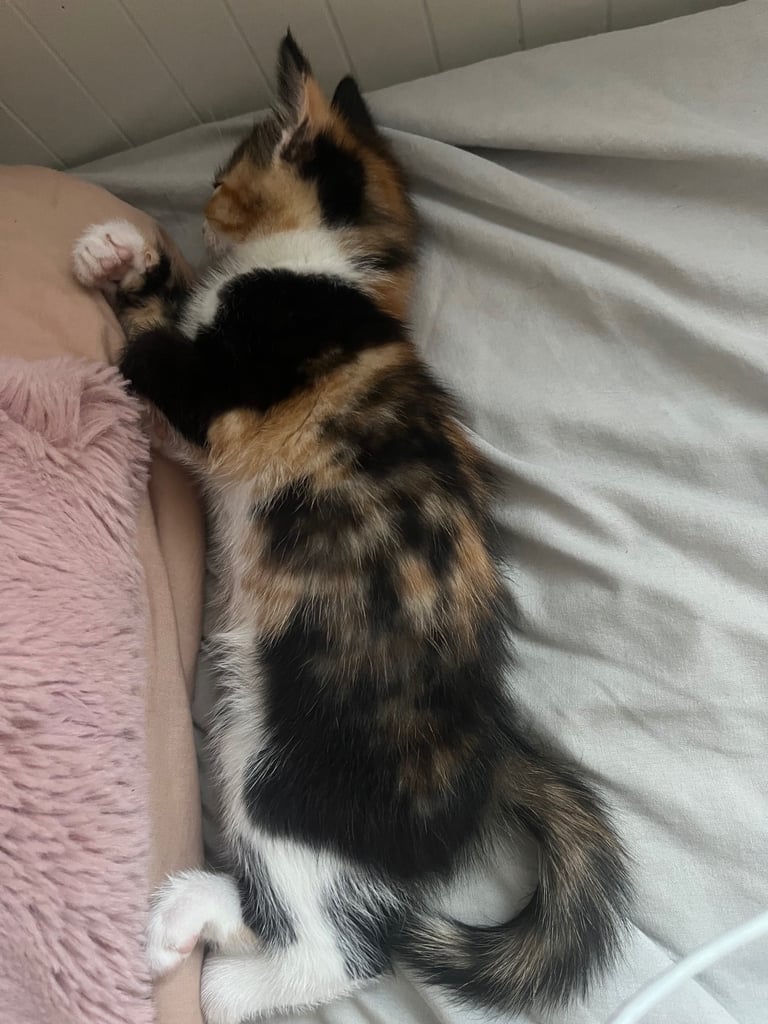 kitten for sale 