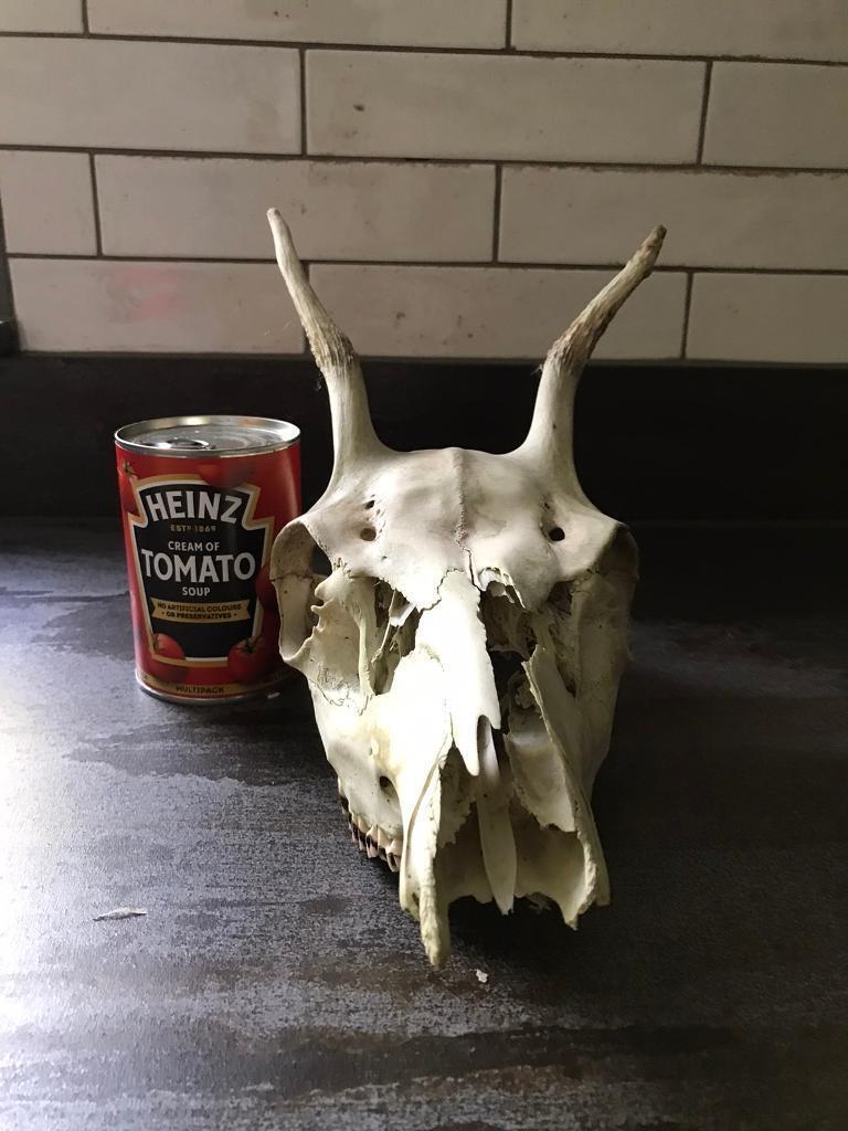 Deer skull 
