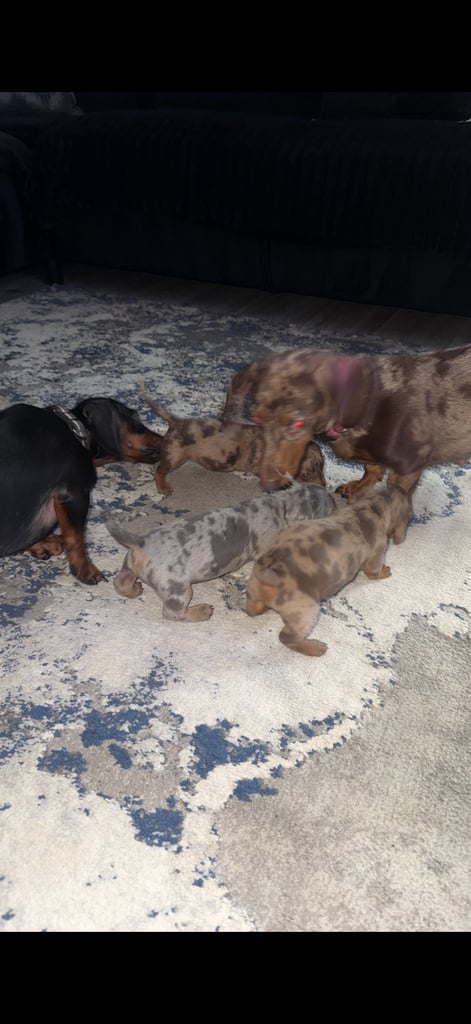 Miniature dachshund puppies 