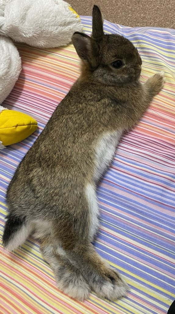 Netherlands Dwarf rabbit 