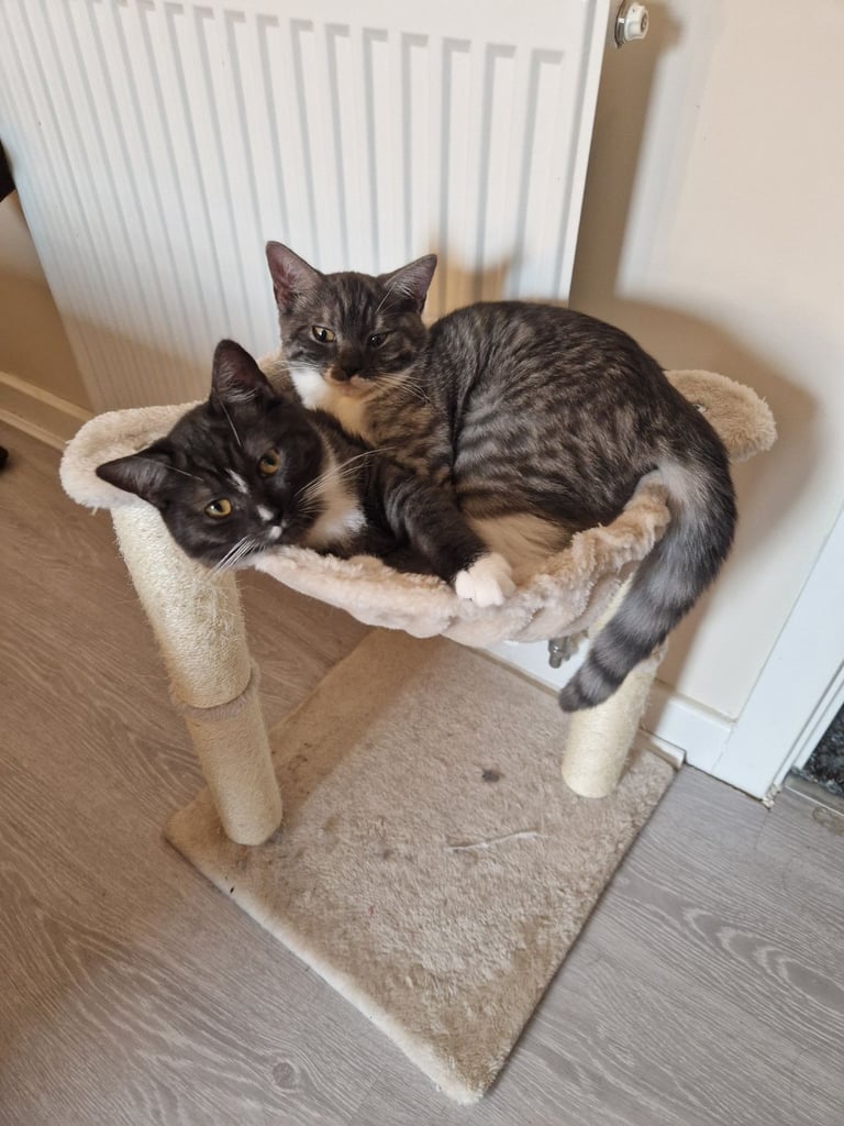 Ragdoll x British Shorthair Kittens