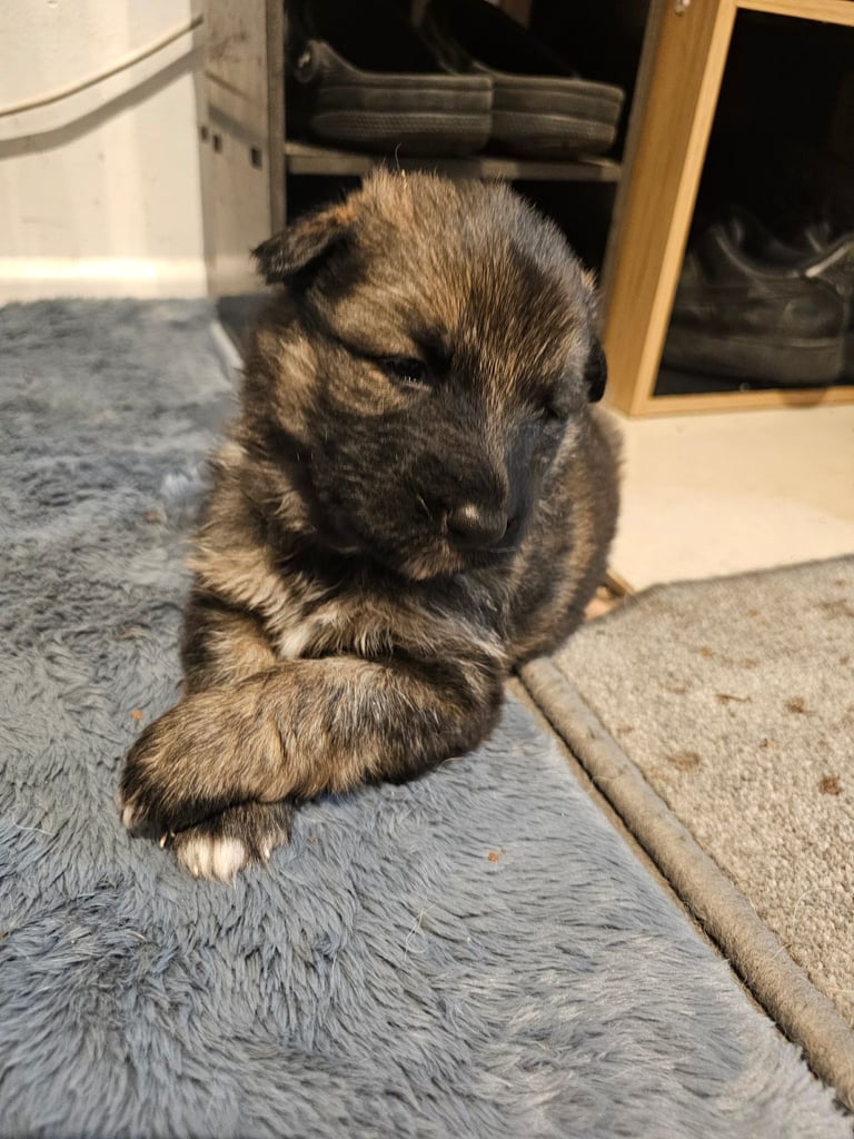 image for German shepherd puppies 