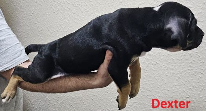 Confident & Well-Socialised Presa x Staffy Pups ready to leave 4/10/2025