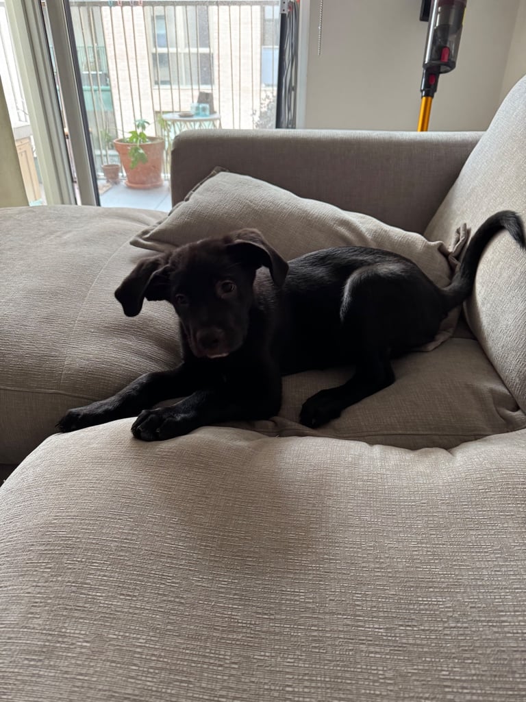 13 week German corso puppy for sale