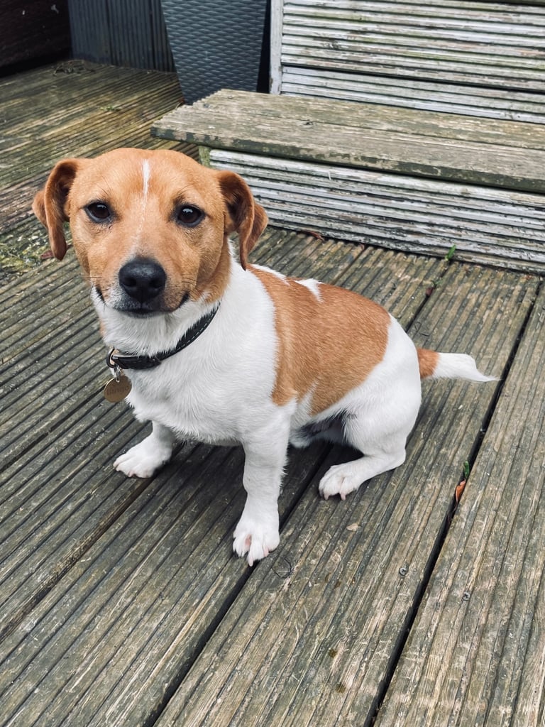 Jack Russell Pups