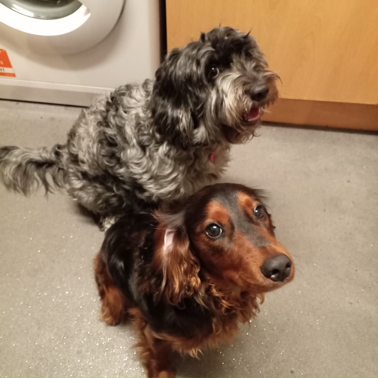 Cockapoo/Cocker Spaniel Puppies. ALL SOLD!! 