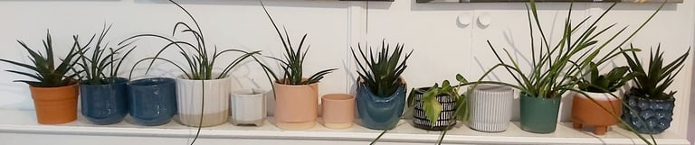Houseplants and plant pots