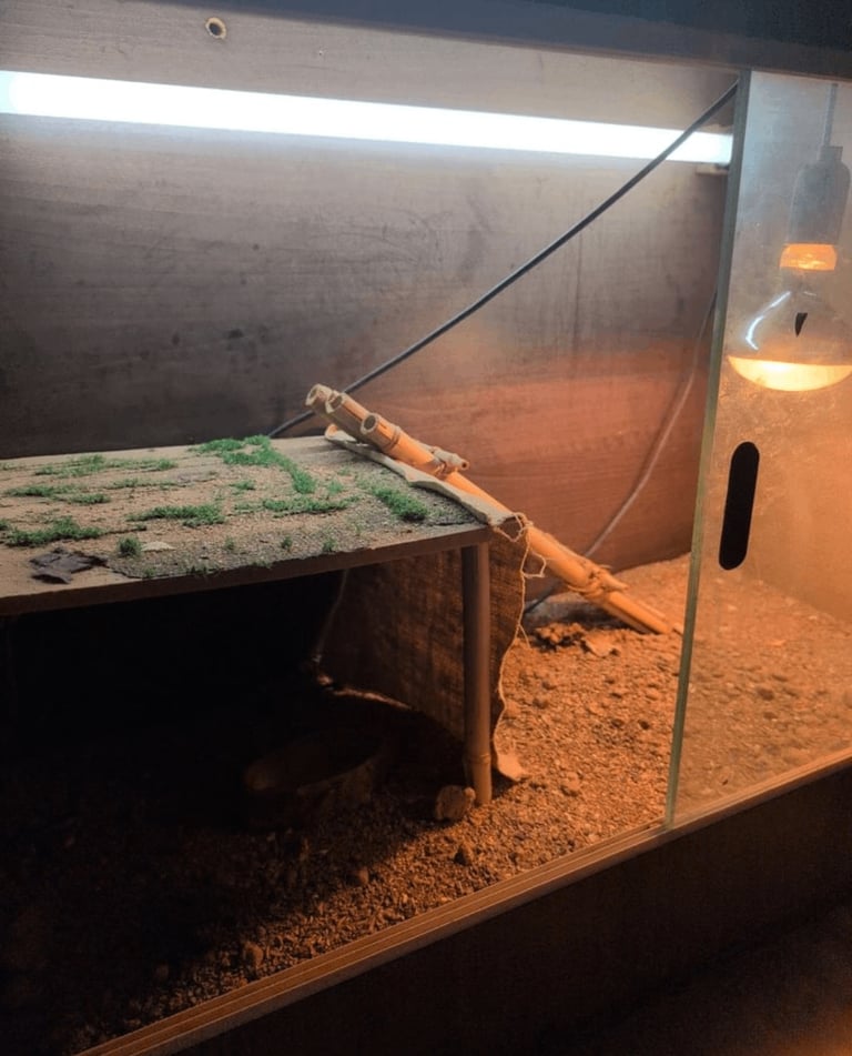 image for Bearded Dragon, reptile vivarium - lights and food bowl included