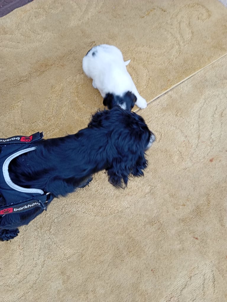 Cocker spaniels