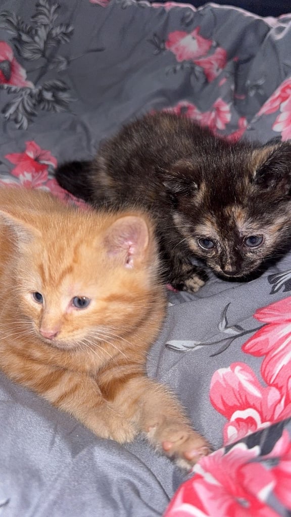 2 kittens for sale/1 adult female 