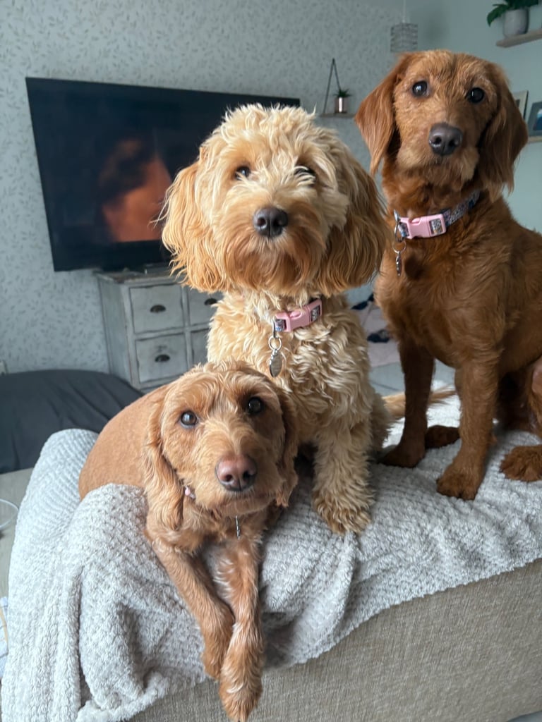 image for Cockerpoo