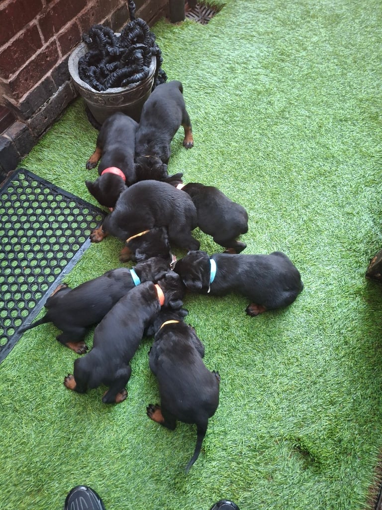 Rottweiler/Doberman puppies for sale