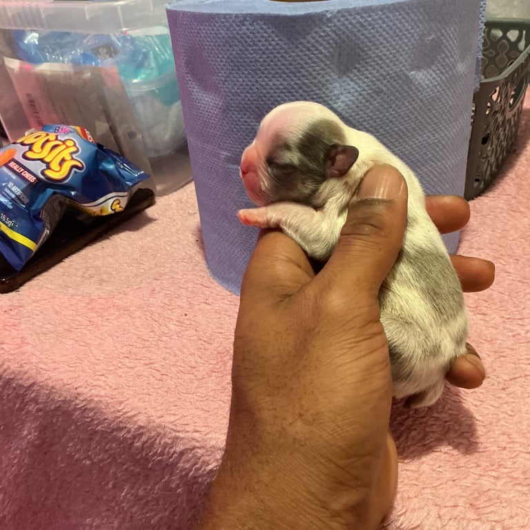 ✨15 Beautiful French Bulldog Puppies ✨