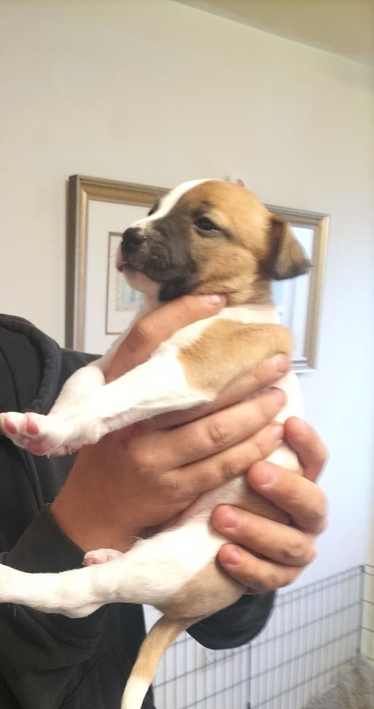 Cute litter of puppys 