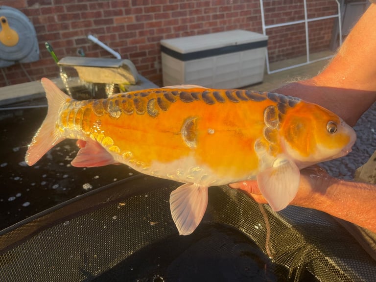 ALLNOW SOLD AND COLLECTED      6 x Large Koi Carp