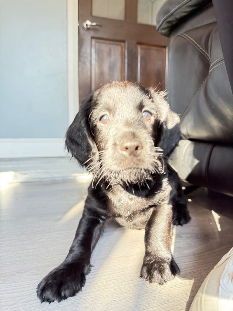 Labradoodle cross cockapoo puppy’s 